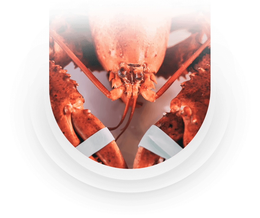 maine-lobster maine-lobster