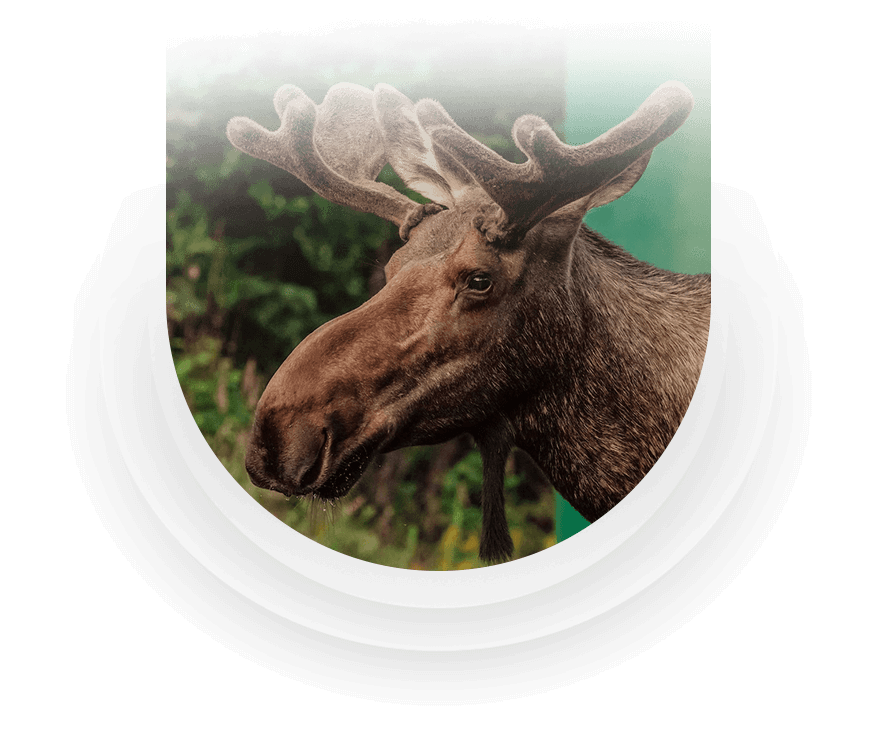 ALASKA-moose ALASKA-moose